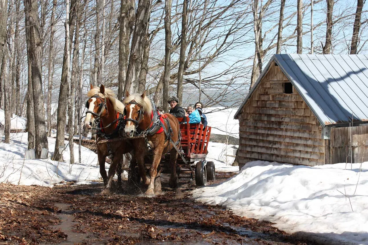 La temporada del azúcar: las cabañas a sucre de Quebec y el festín que rompe el invierno
